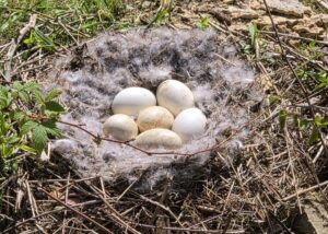 Goose nest